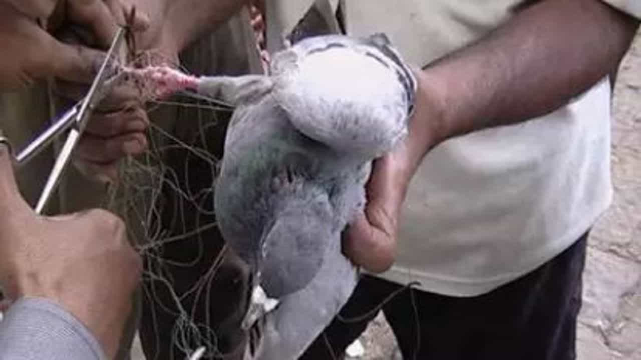 પતંગ દોરાથી ઘાયલ પક્ષીઓને બચાવવા શરૂ કરાશે કરૂણા અભિયાનઃ જાણો કઈ રીતે મળશે પક્ષી સારવાર કેન્દ્રની જાણકારી