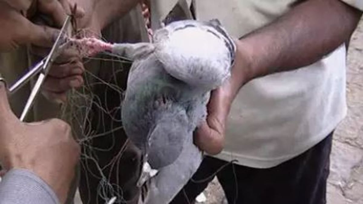 પતંગ દોરાથી ઘાયલ પક્ષીઓને બચાવવા શરૂ કરાશે કરૂણા અભિયાનઃ જાણો કઈ રીતે મળશે પક્ષી સારવાર કેન્દ્રની જાણકારી