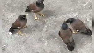 Viral Video: પક્ષીઓની ઈમરજન્સી બેઠક જોઈ લોકો બોલ્યા ખાલી ભાષાનો જ ફેર છે