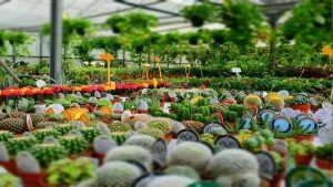 Success Story: બોંસાઈ પ્રેમી બિઝનેસમેને 1000 છોડથી બનાવી નર્સરી, હવે વર્ષે કમાય છે 50 લાખ રૂપિયા