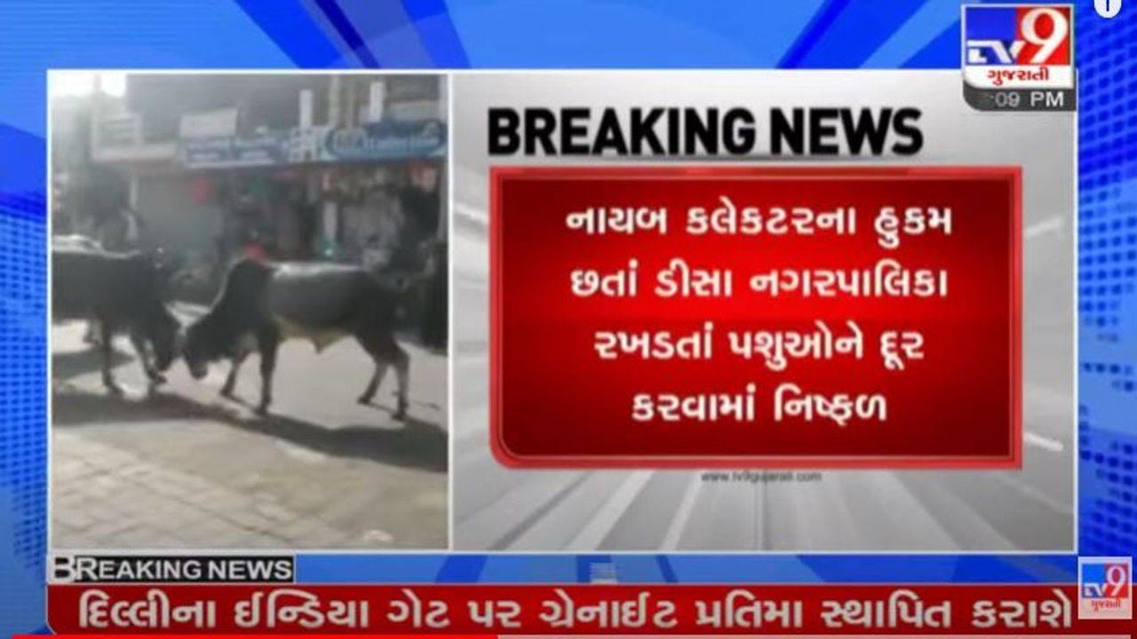 Banaskantha: ભરબજારમાં બે આખલા વચ્ચે યુદ્ધ જામ્યુ, કેટલાક લોકો માંડ માંડ બચ્યા, જુઓ દ્રશ્યો Banaskantha: ભરબજારમાં બે આખલા વચ્ચે યુદ્ધ જામ્યુ, કેટલાક લોકો માંડ માંડ બચ્યા, જુઓ દ્રશ્યો