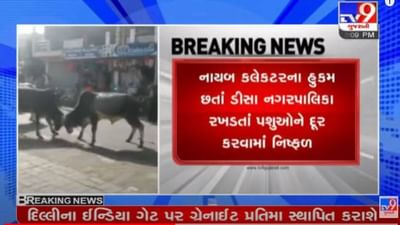 Banaskantha: ભરબજારમાં બે આખલા વચ્ચે યુદ્ધ જામ્યુ, કેટલાક લોકો માંડ માંડ બચ્યા, જુઓ દ્રશ્યો