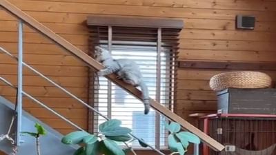 VIDEO : આ બિલાડીએ સીડી પરથી ઉતરવા લગાવ્યુ ગજબનુ દિમાગ, જુગાડ જોઈને યુઝર્સ હસીને લોટ પોટ થયા