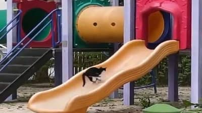 Viral Video : લપસણી પર ક્યૂટ બિલાડી કરવા લાગી મસ્તી, વિડીયો જોઈને યાદ આવી જશે બાળપણના દિવસ