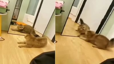 અરીસો જોઈ બિલાડી એવી તે ભડકી કે કર્યું કંઈક આવું, ફની વીડિયો થયો Viral
