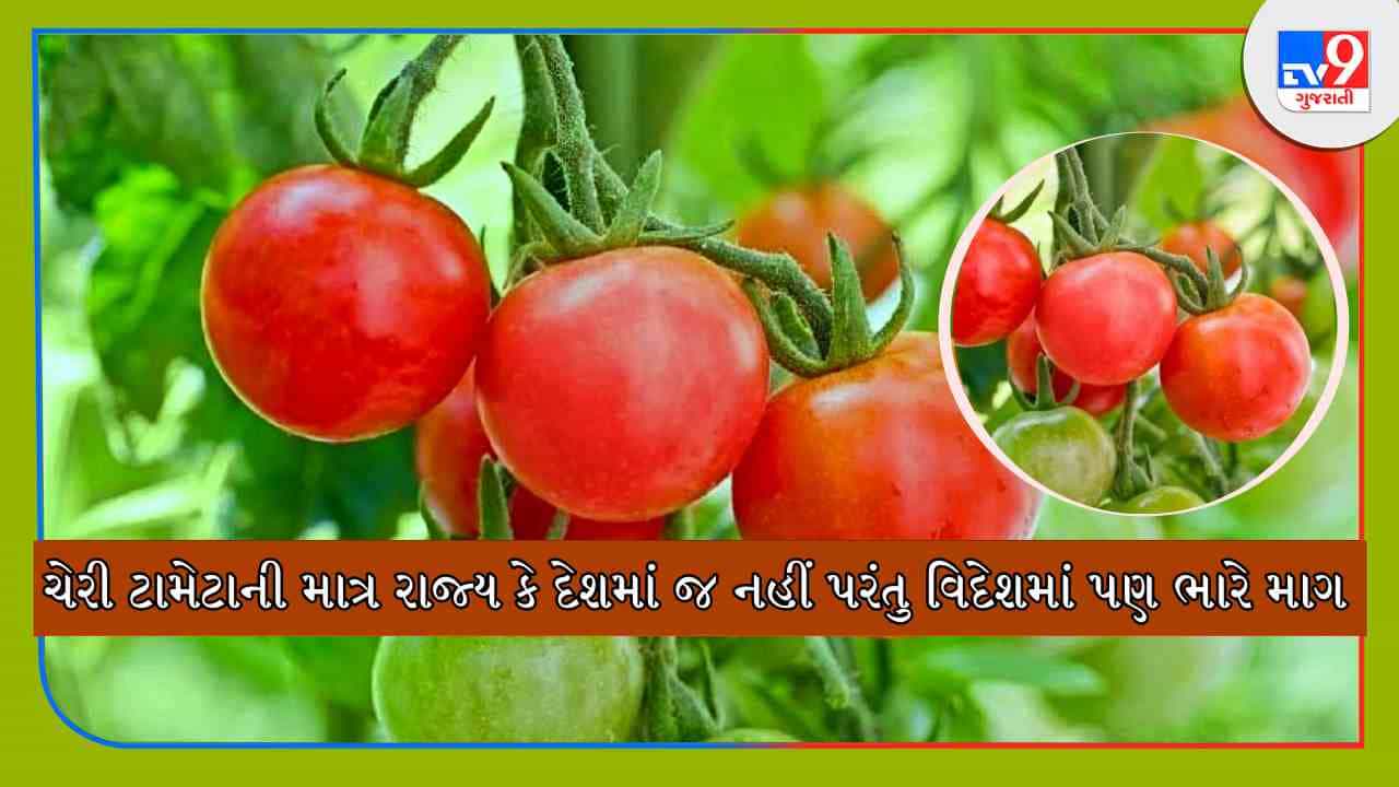 Cherry Tomato Cultivation: 600 રૂપિયા કિલો વેચાય છે આ ટામેટા, જાણો ચેરી ટામેટાની ખાસિયત