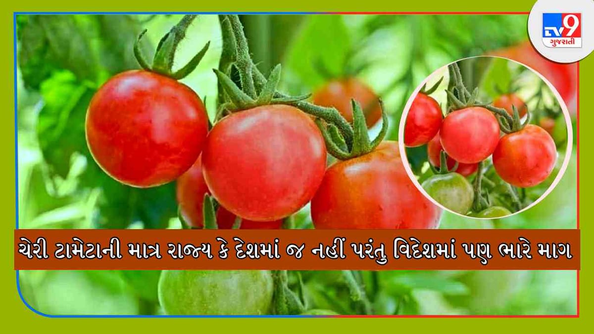 Cherry Tomato Cultivation: 600 રૂપિયા કિલો વેચાય છે આ ટામેટા, જાણો ચેરી ટામેટાની ખાસિયત