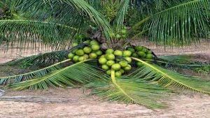 Coconut Farming : નાળિયેરની ખેતીથી કરી શકો છો અઢળક કમાણી, જાણો ખેતી વિષે સમગ્ર માહિતી