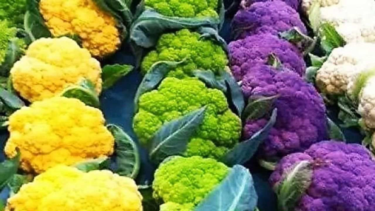 Colored cauliflower Farming : રંગબેરંગી ફ્લાવરની ખેતીથી ખેડૂતો તેમજ સામાન્ય લોકો માટે ફાયદાકારક છે, કૃષિ વૈજ્ઞાનિકે આપી માહિતી
