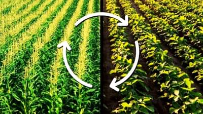 Monoculture: કૃષિ વૈજ્ઞાનિકોએ જણાવ્યું કઈ રીતે પાક રોટેશનથી દર વર્ષ વધી શકે છે કમાણી