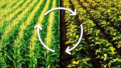 Monoculture: કૃષિ વૈજ્ઞાનિકોએ જણાવ્યું કઈ રીતે પાક રોટેશનથી દર વર્ષ વધી શકે છે કમાણી
