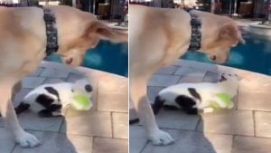 Viral: કૂતરાએ બિલાડી પાસેથી બોલ છીનવવાની કરી કોશિશ, પરંતુ બિલાડીનો રૂઆબ તો જુઓ