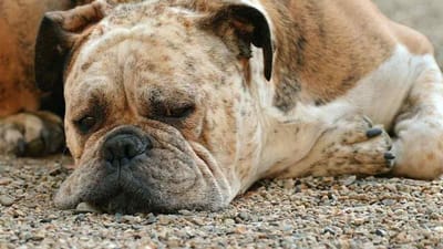 તમે જાણતા હશો શ્વાનોની(Dog) સૂંઘવાની શક્તિ ગજબ હોય છે અને તેઓ સૂંઘીને બધું શોધી કાઢે છે. વાસ્તવમાં, શ્વાનોનું નાક(Dog's Nose) ખૂબ જ અલગ હોય છે, જેના કારણે તેમના નાકની ચર્ચા થાય છે. આજે અમે તમને જણાવીશું કે તેમનું નાક માણસોથી કેટલું અલગ છે અને તેનાથી સંબંધિત કેટલાક તથ્યો જે ખરેખર રસપ્રદ છે.