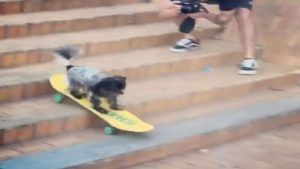 Viral Video: કૂતરાએ કર્યું શાનદાર સ્કેટિંગ, લોકો બોલ્યા જોઈને દિલ ખુશ થઈ ગયું