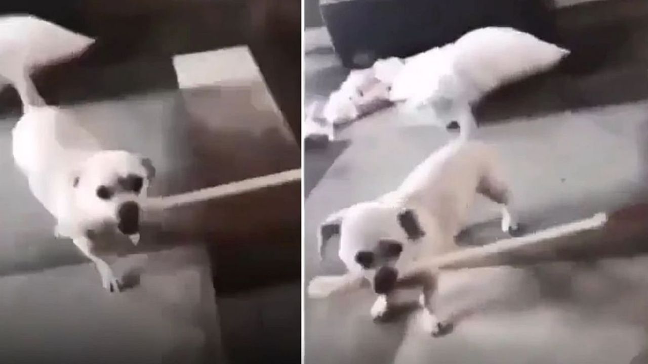 Viral: કૂતરાએ લાકડી વડે યુવતીની કરી ધોલાઈ, વાયરલ વીડિયો જોઈ હસવું નહીં રોકી શકો
