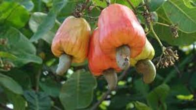 Cashew Farming: આ રીતે કાજુની ખેતી કરવાથી થશે અઢળક કમાણી, જાણો સમગ્ર વિગત