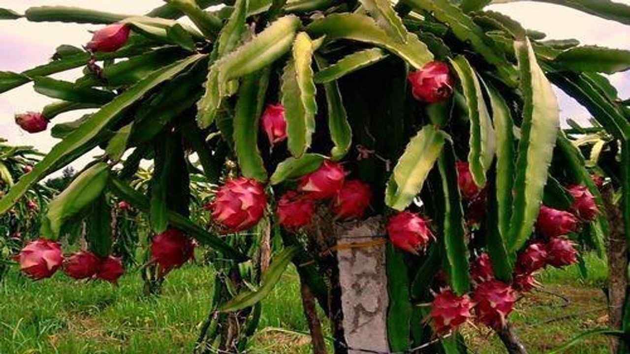 Dragon Fruit Farming: આ ફળની ખેતી કરીને તમે બનશો કરોડપતિ, જાણો કેવી રીતે થઇ શકશે ખેતી