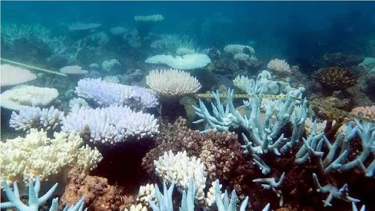 ઓસ્ટ્રેલિયન(Australia) સરકારે શુક્રવારે 'ધ ગ્રેટ બેરિયર રીફ'ના સંરક્ષણ માટે આગામી નવ વર્ષમાં વધુ એક અબજ ઓસ્ટ્રેલિયન ડોલર (લગભગ રૂ. 5200 કરોડ) ખર્ચવાની જાહેરાત કરી છે.
