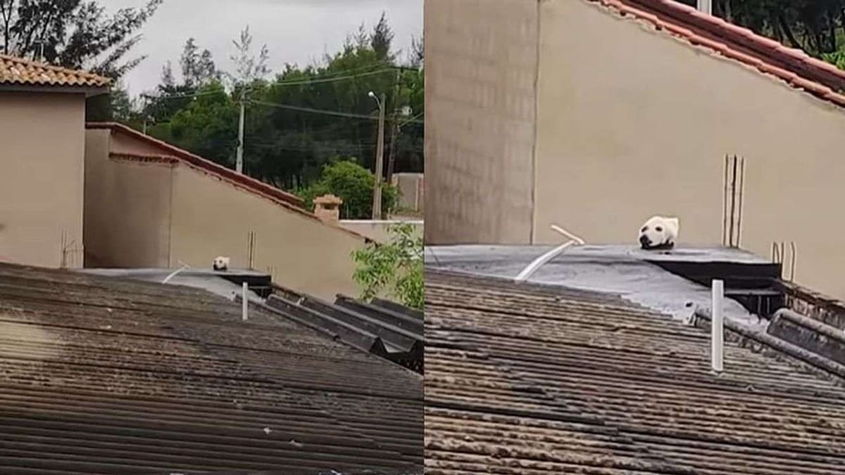 Video : શું તમને પણ કૂતરો અને બિલાડી જોવા મળ્યા ? વાયરલ વીડિયો જોઈને યુઝર્સ થયા કનફ્યુઝ