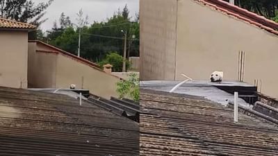 Video : શું તમને પણ કૂતરો અને બિલાડી જોવા મળ્યા ? વાયરલ વીડિયો જોઈને યુઝર્સ થયા કનફ્યુઝ