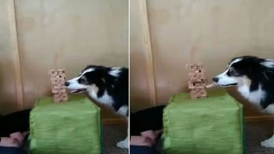 Video : 'જેંગા ગેમ' રમવા કૂતરાએ લગાવ્યુ ગજબનુ દિમાગ, વીડિયો જોઈને યુઝર્સ હસીને લોટ પોટ થયા