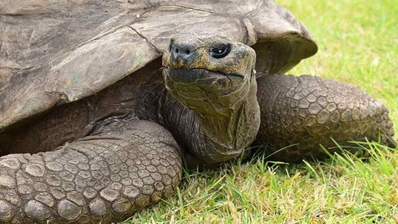 190 year old 'Jonathan' turtle named as the oldest animal in Guinness Book,  find out interesting things about it | 190 year old 'Jonathan' turtle named  the oldest animal in Guinness Book