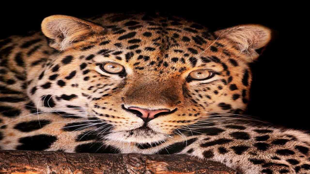 દીપડાનું મૂછ(Leopard Mustache)ના વાળ  કેમ મહત્વ ધરાવે છે? તે પ્રશ્નના જવાબમાં RFO એ જણાવ્યું કે આ વાત ખુબ ગંભીર છે.  ગુનાહિત માનસિકતા ધરાવતા લોકો મૃત દીપડાના મૂછના વાળ મેળવવાની ફિરાકમાં હોય છે. વન્ય પશુની જીભ ઉપર ગંભીર અસર પહોંચાડે તેવા બેક્ટેરિયા બનતા હોય છે. પાણી પીવા અને શિકારના ભોજન બાદ દીપડો સતત મૂછ ઉપર જીભ ફેરવતો રહે છે. આ કારણે મૂછ એક પ્રકારે ઝેરી કઈ શકાય તેવી બની જતી હોય છે. દીપડાની મૂછનો વાળ માનવીને ખડાવી દેવામાં આવે તો મોત નિપજવા જેવા ગંભીર પરિણામ સામે આવે છે.  