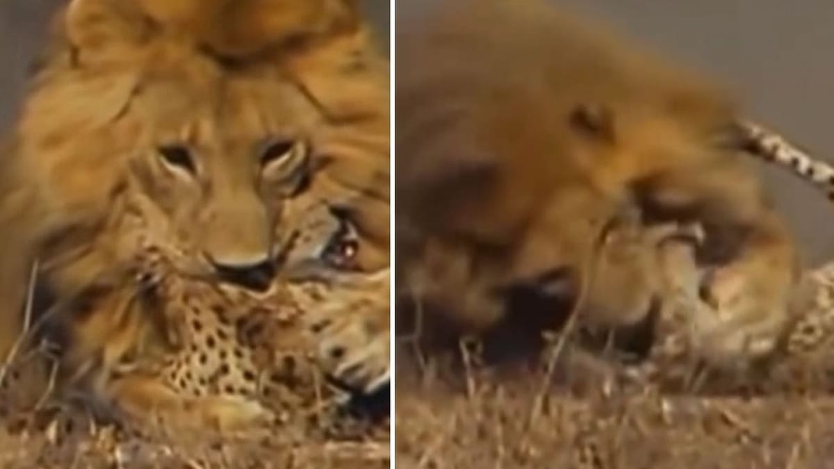 Viral: સિંહે આંખના પલકારે કર્યો ચિત્તાનો શિકાર, જંગલના રાજા સામે ચિત્તાની ઝડપ પણ કામ ન આવી