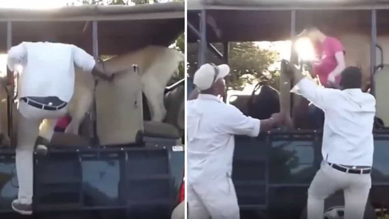 Viral : જંગલ સફારી પાર્કમાં અચાનક ખુંખાર સિંહ ઘૂસી ગયો કારમાં, વીડિયો જોઈને યુઝર્સ કહ્યુ યે તો હોલિવુડ સીન હૈ