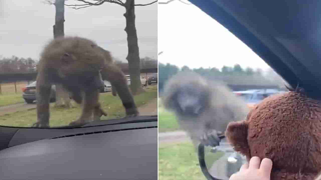 Viral: ટેડી બિયરને જોઈ અસલી વાંદરો એવો તો ભાગ્યો કે પાછુ વળીને ન જોયું, જુઓ આ ફની વીડિયો