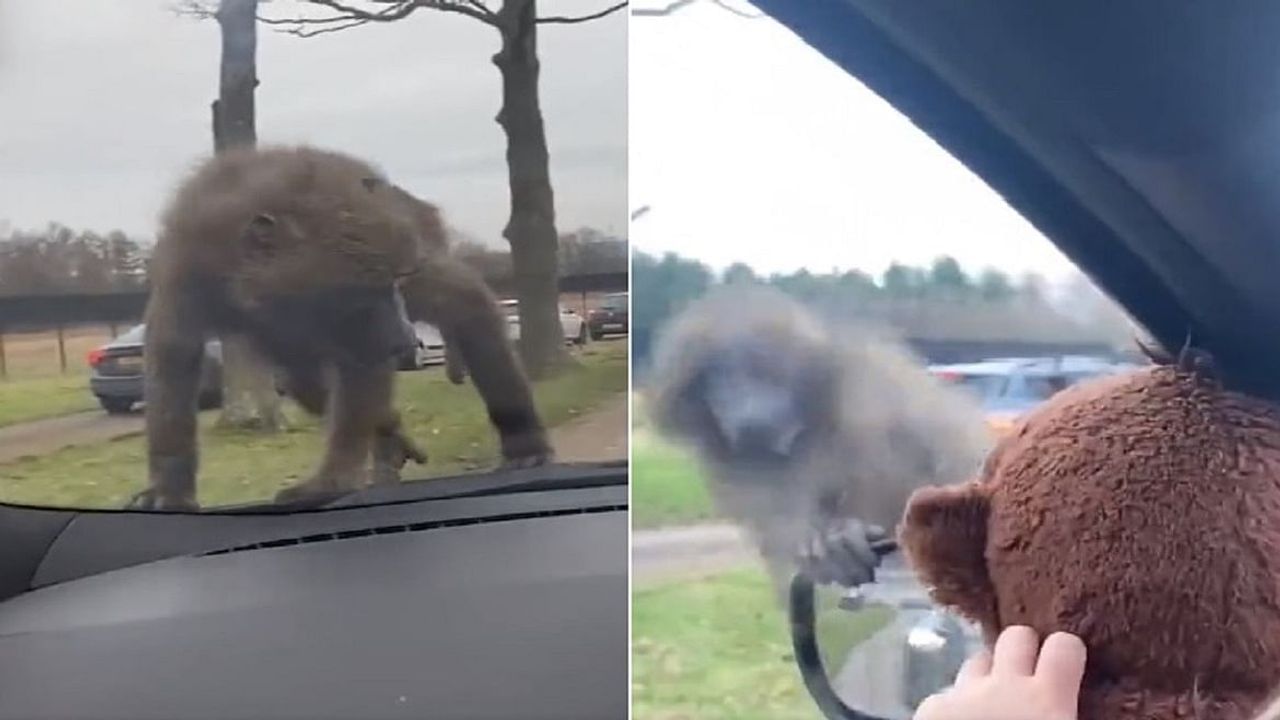 Viral: 'ટેડી બિયર'ને જોઈ અસલી વાંદરો એવો તો ભાગ્યો કે પાછુ વળીને ન જોયું, જુઓ આ ફની વીડિયો