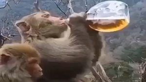 Viral Video: દારૂ પી ટલ્લી થઈ વાંદરાએ જબરા ખેલ કર્યા, લોકો બોલ્યા દમ મારો દમ મુમેન્ટ