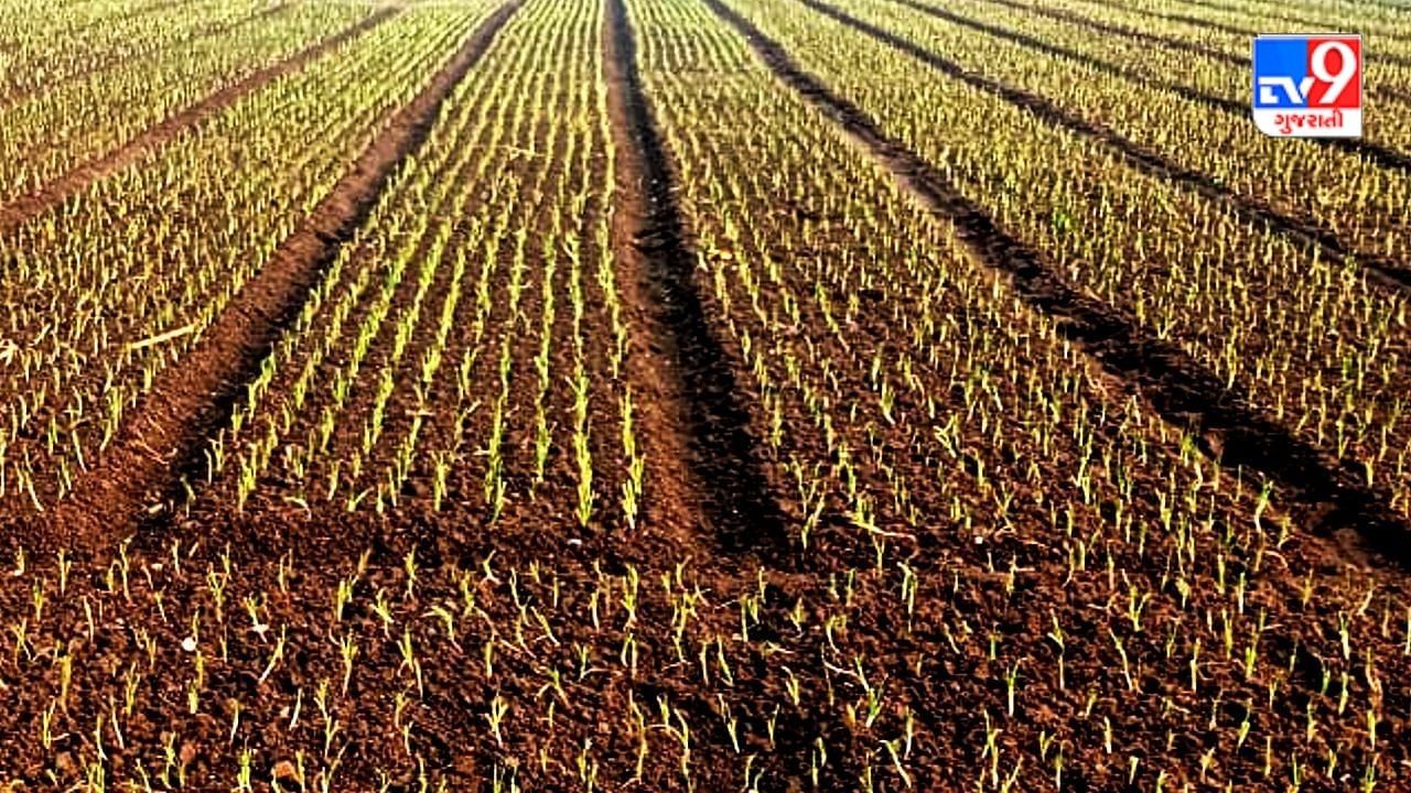 કૃષિ વૈજ્ઞાનિકોએ ખેડૂતોને આપી ડુંગળીની ખેતી માટે ટિપ્સ