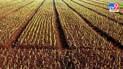 કૃષિ વૈજ્ઞાનિકોએ ખેડૂતોને આપી ડુંગળીની ખેતી માટે ટિપ્સ