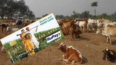 પશુપાલકો માટે એલર્ટ! સમયસર બેંકમાં જમા કરાવો પુરા પૈસા નહીંતર 8 ટકા વધુ વ્યાજ લાગશે