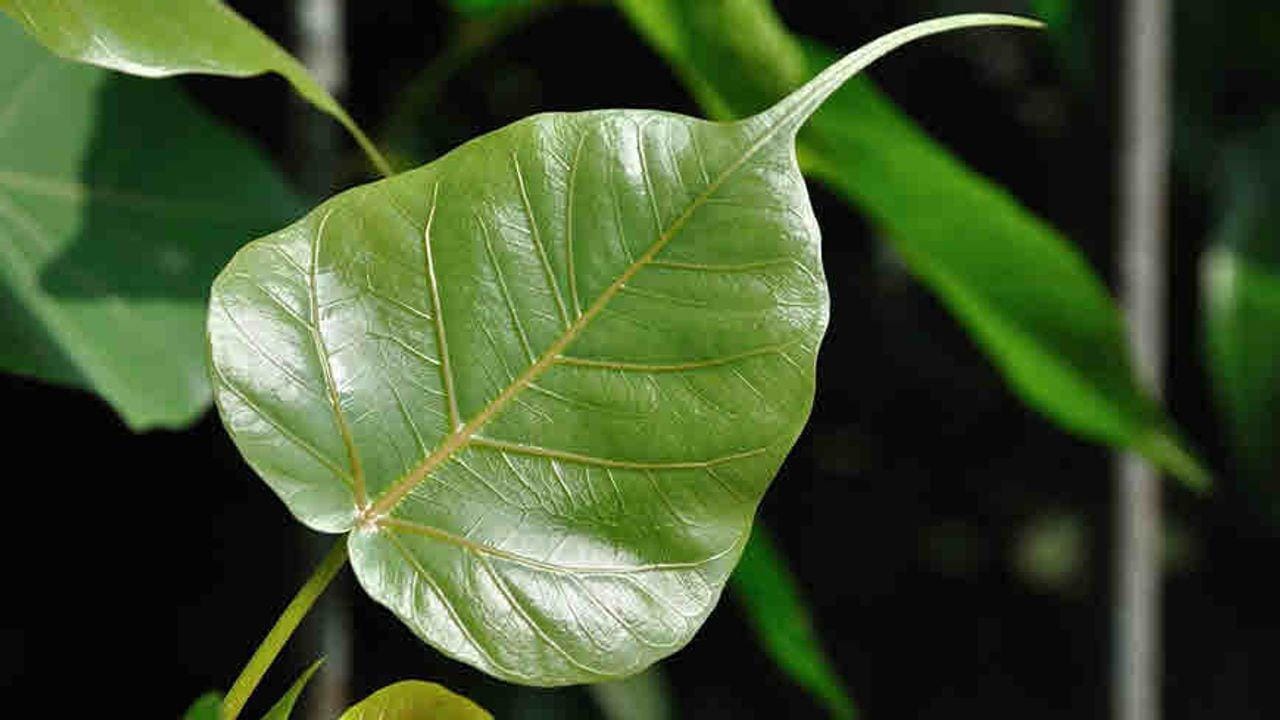 Health : લોહીને શુદ્ધ કરવાની સાથે પીપળાના પાન કરે છે આ પણ ઔષધીય ફાયદા !