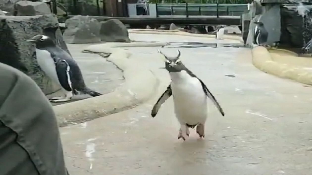 Viral: પેંગ્વિન અચાનક લાગ્યું ઝુમવા, બીજા પેંગ્વિન પણ આશ્ચર્યમાં, તમે પણ જુઓ પેંગ્વિનની મસ્તી