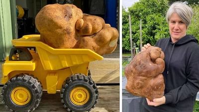 7.8 કિલો વજન ધરાવતા વિશ્વના સૌથી મોટા બટાકાનો DNA ટેસ્ટ કરવામાં આવશે. આ બટેટા ન્યુઝીલેન્ડમાં મળી આવ્યા છે. આ બટેટા અહીં હેમિલ્ટન પાસે રહેતા કોલિન અને ડોના ક્રેગ-બ્રાઉનના બગીચામાં મળી આવ્યા હતા. ઓગસ્ટમાં મળેલા આ બટાકાને જોઈને બંને આશ્ચર્યચકિત થઈ ગયા. તે કદમાં એકદમ મોટા હતા. દંપતી કહે છે કે, પહેલા તેને ફૂગ માનવામાં આવતું હતું, પરંતુ તે પછી પણ અમારા બગીચામાં ઘણા મોટા કદના બટાકા આવ્યા હતા. (All Photos: Washington Post)