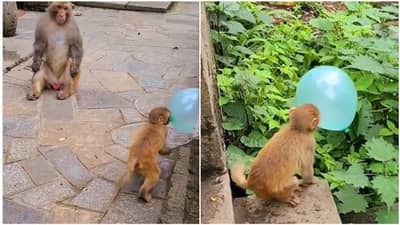 વાંદરાએ ફુગ્ગા સાથે કર્યા જબરા ખેલ પણ અચાનક ફુગ્ગો ફૂટતા થયું કંઈક આવું, જુઓ આ વાયરલ વીડિયો