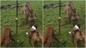 Viral: કૂતરાને લાગ્યો 440 વોલ્ટનો ઝટકો, ગધેડાને શા માટે આવ્યુ હસવું ? વીડિયો જોઈ તમને પણ આવશે હસવું