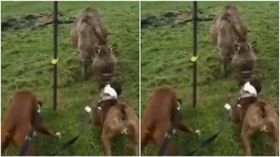 Viral: કૂતરાને લાગ્યો 440 વોલ્ટનો ઝટકો, ગધેડાને શા માટે આવ્યુ હસવું ? વીડિયો જોઈ તમને પણ આવશે હસવું