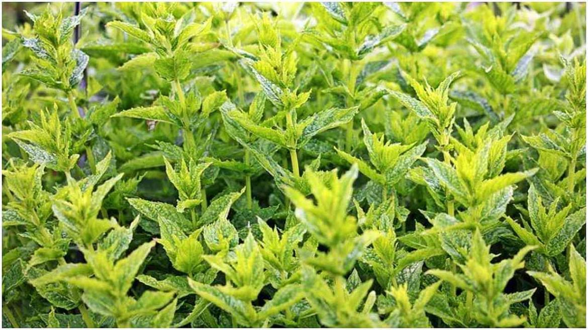 Medicinal Plants: આ ઔષધીય છોડની ખેતીથી ખેડૂતો કરી શકે છે સારી કમાણી, જાણો ઔષધીય છોડ વિશે