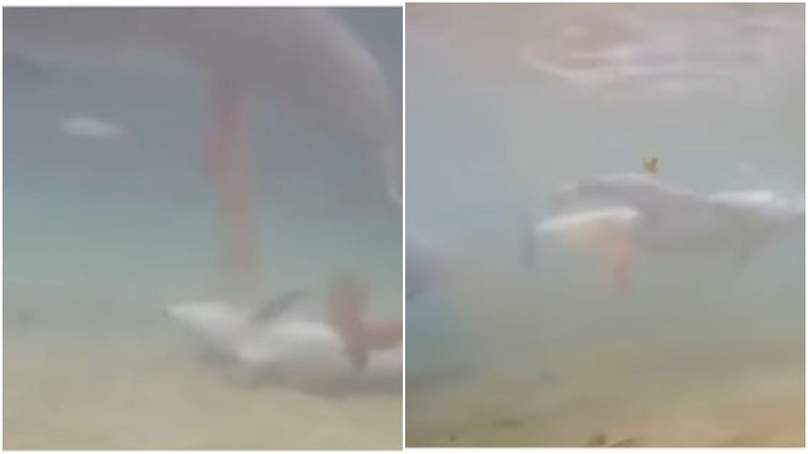 Viral Video: ડોલ્ફિનનું બચ્ચું જન્મતા જ લાગ્યું તરવા, યુઝર્સ બોલ્યા અદ્ભૂત!