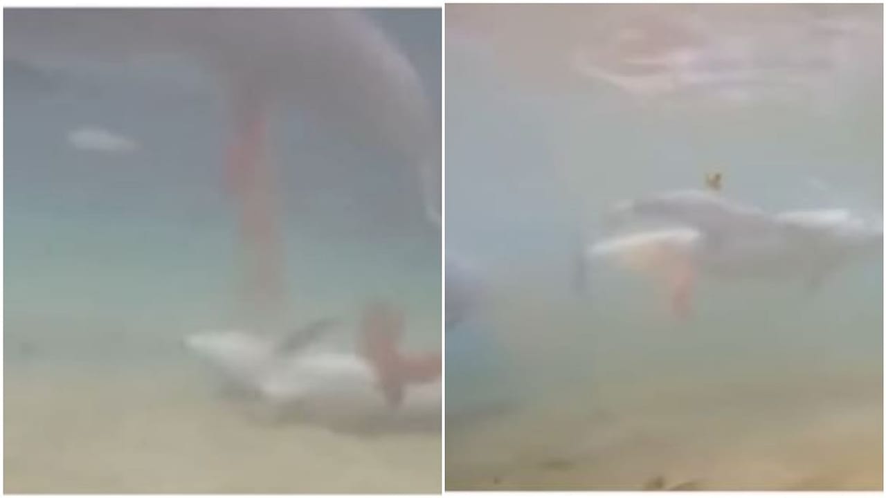 Viral Video: ડોલ્ફિનનું બચ્ચું જન્મતા જ લાગ્યું તરવા, યુઝર્સ બોલ્યા અદ્ભૂત!