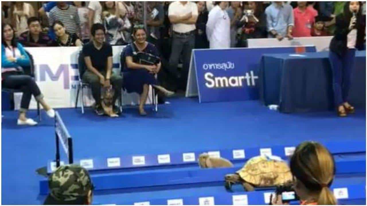 Viral : સસલા અને કાચબા વચ્ચે જામી રેસ, વીડિયો વાયરલ થતા યુઝર્સને યાદ આવ્યુ બાળપણ