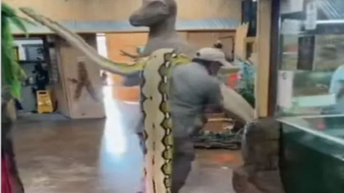 અજગરને ખભે લઈને ફરતા યુવકને જોઈ લોકો સ્તબ્ધ ! viral video જોઈને તમે જ નક્કી કરો યુવકની હિંમત અજગરને ખભે લઈને ફરતા યુવકને જોઈ લોકો સ્તબ્ધ ! viral video જોઈને તમે જ નક્કી કરો યુવકની હિંમત