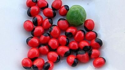 રતિ ભારની શરમ નથી... તમે આ વાત ઘણી વાર સાંભળી હશે. કદાચ તમે પણ આ વાત કોઈ ને કોઈ વાર કહી હશે. પરંતુ, શું તમે ક્યારેય વિચાર્યું છે કે તેમાં રત્તીનો અર્થ શું છે. જો કે, તમને જાણીને પણ નવાઈ લાગશે કે રત્તી એક છોડનું નામ છે અને તે ઝાડ પર ઉગે છે. તેમ છતાં તે વજન તરીકે વપરાય છે, તો શા માટે રત્તીનો ઉપયોગ કંઈક માપવા માટે થાય છે?
