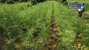 વરીયાળીની ખેતી કરી ખેડૂતો મેળવી શકે છે સારો એવો નફો, જાણો તેની ખેતી વિશે સંપૂર્ણ માહિતી