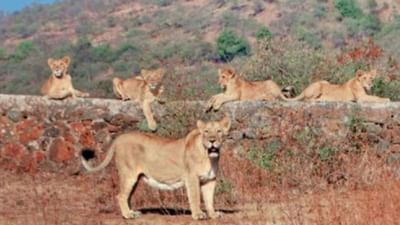 ધારી ગીર પૂર્વની રેન્જમાં સિંહોનુ ટોળુ ગીરની પાળી પર બેસીને કડકડતી ઠંડી વચ્ચે હુંફ મેળવવા સુર્ય સ્નાન કરતુ જોવા મળ્યુ.