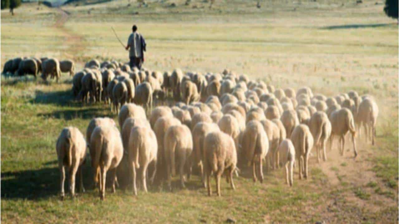 શું ભારત પશુપાલકોની મદદથી LAC પર ચીનની ધૂસણખોરીના પ્લાન પર પાણી ફેરવી શકશે? વાંચો કેમ છે પશુપાલકો સેનાનાં આંખ અને કાન